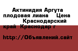 Актинидия Аргута плодовая лиана  › Цена ­ 200 - Краснодарский край, Краснодар г.  »    